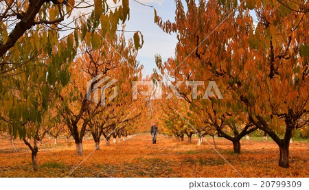 A man in the autumn peach garden 20799309