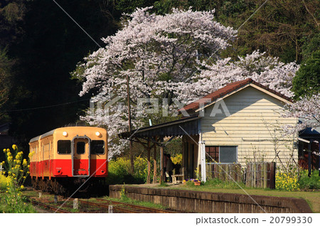 開花在Tsukizaki駐地的櫻桃樹在Yamazato 20799330