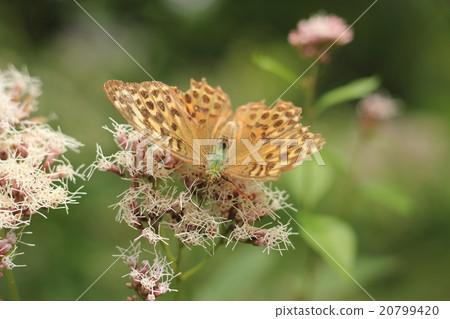 Orange butterfly 20799420