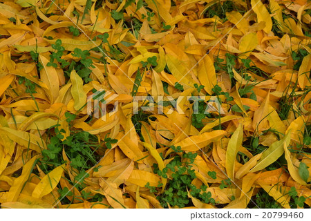 Autumn in a peach garden 20799460