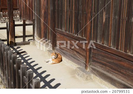 老私人住宅和貓 20799531