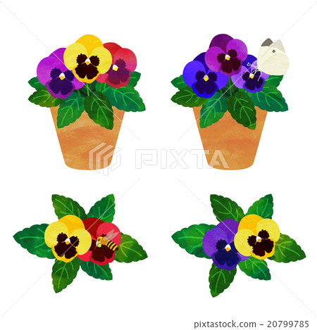 Pansy pots 20799785