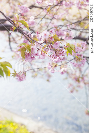 Kawazu Sakura 08 Kawazu Sakura 08 20799798