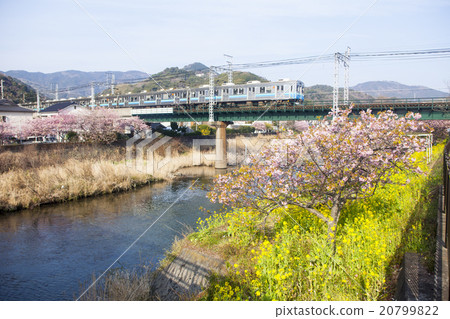 Kawazu cherry tree and train 04 Kawazu cherry tree and train 04 20799822