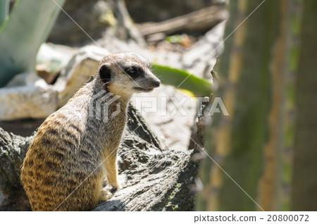 Meerkat in open zoo looking out 20800072