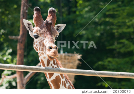 Giraffe portrait on the background of green trees 20800073