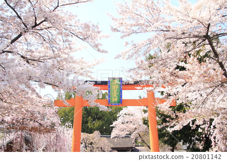 Cherry blossoms at Hirano Shrine 20801142