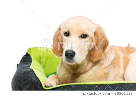 Young beautiul golden retriever dog Young beautiul golden retriever dog 20801152