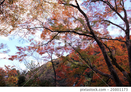 Arashiyama autumn leaves Arashiyama autumn leaves 20801173