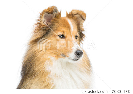 Brown sheltie dog Brown sheltie dog 20801178