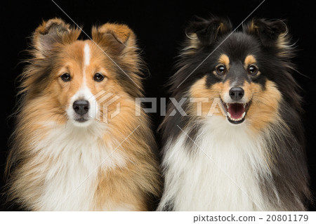 Two sheltie dogs 20801179