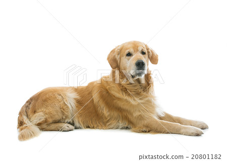 Old beautiul golden retriever dog Old beautiul golden retriever dog 20801182