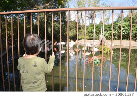 Two-year-old child seen as flamingo Two-year-old child seen as flamingo 20801187
