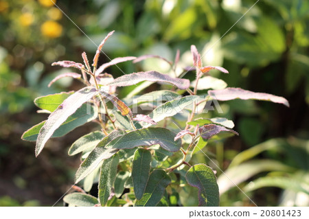 Lemon eucalyptus Lemon eucalyptus 20801423