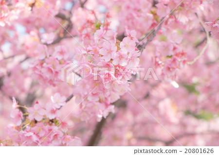 櫻花 櫻花 20801626