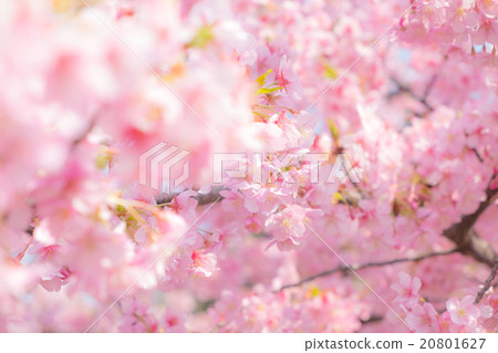 櫻花 20801627