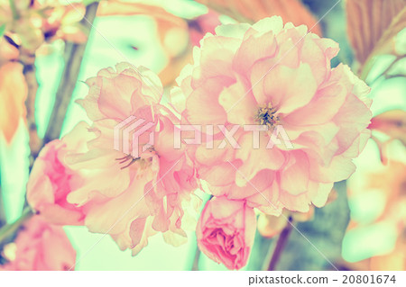 Sakura flower cherry blossom.  20801674