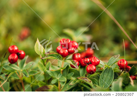Wild lingon berries closeup, Norway nature. 20802307