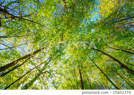 Spring Sun Shining Through Canopy Of Tall Trees 20802379