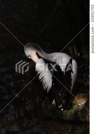 Pelican 3 20802705