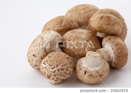 棕色蘑菇 20802919