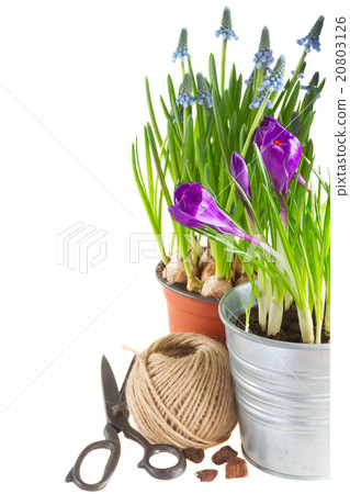 Spring flowers in pots Spring flowers in pots 20803126