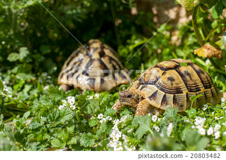 Hermann land turtle 20803482