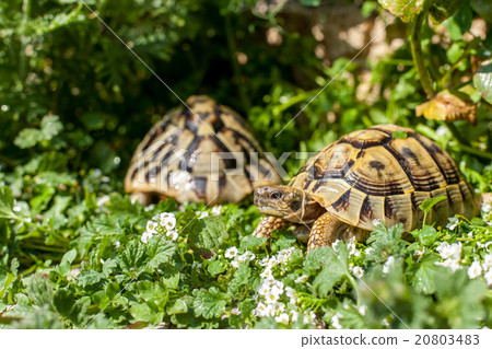 Hermann land turtle 20803483