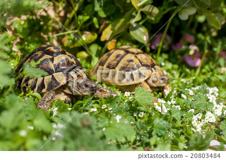 Hermann land turtle 20803484