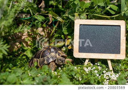 Hermann land turtle and blackboard 20803569