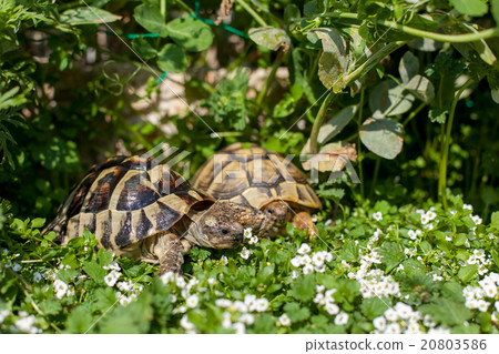 Hermann land turtle Hermann land turtle 20803586