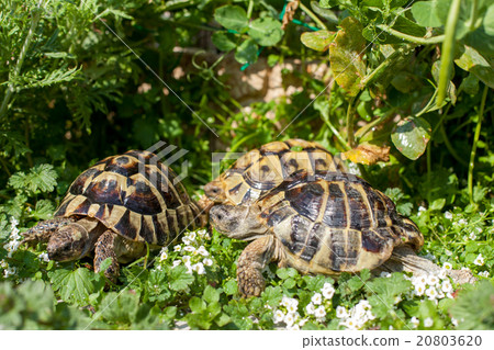 Hermann land turtle 20803620