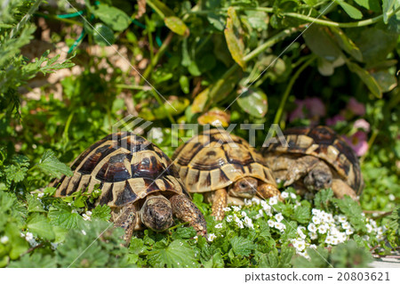 Hermann land turtle 20803621