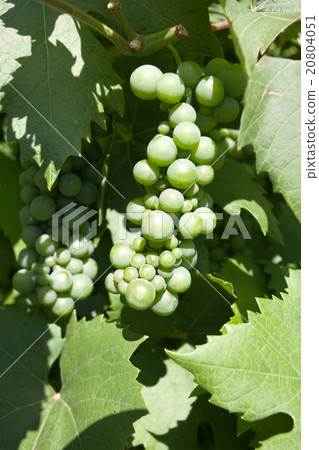 green grapes 20804051
