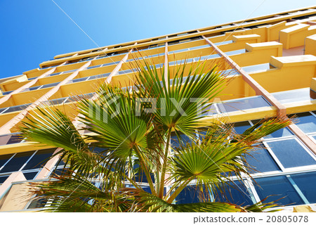 The palm tree and building, Malta 20805078