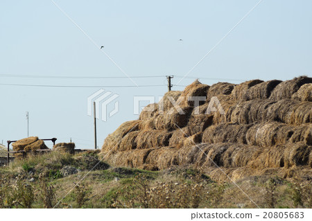 Haystacks in the field 20805683