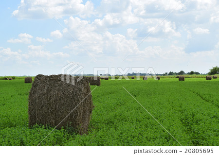 Haystacks rolled up in bales of alfalfa 20805695