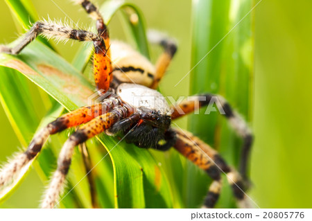 Spider on green leaf Spider on green leaf 20805776