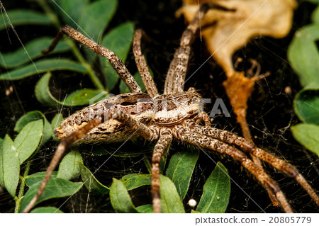 Wolf spider is resting on the net Wolf spider is resting on the net 20805779