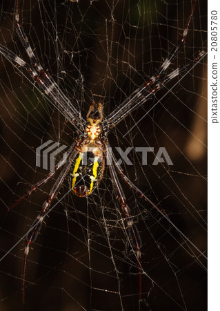 Spider on the web Spider on the web 20805780