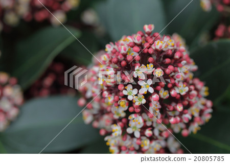 Flower of Miyamashikimi 20805785