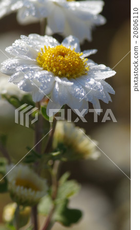 White chrysanthemum with close morning dew (close-up) White chrysanthemum with close morning dew (close-up) 20806110