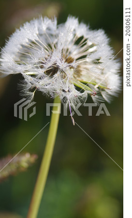 Dandelion fluff in the light (closeup) Dandelion fluff in the light (closeup) 20806111