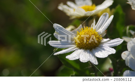White chrysanthemum with close morning dew (close-up) White chrysanthemum with close morning dew (close-up) 20806112