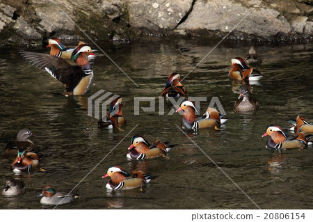 Wild ooshidori 20806154