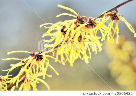 Mansaku Mansaku 20806425