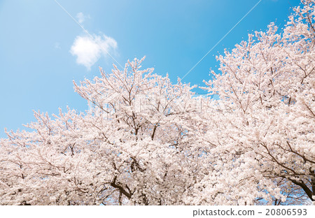 櫻花盛開黛吉野 20806593