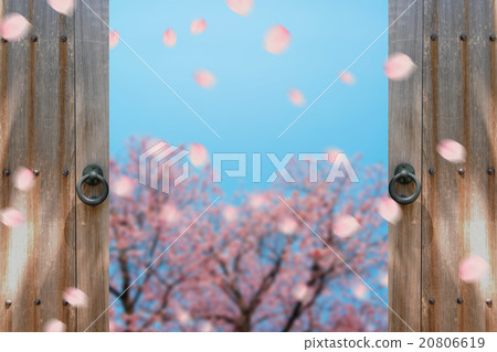櫻桃樹 20806619