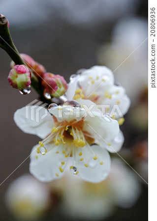 李子梅花Cairakuen冬至李子 20806936