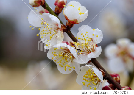 Plum blossoms Kairakuen Minami Takashi 20807033